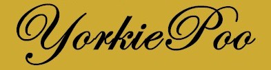 The YorkiePoo Enthusiasts Website | Free Ads | Shop For All Your YorkiePoo Products